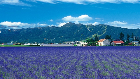 DAY 2 : 富田農場(北海道最大級薰衣草觀光農場)